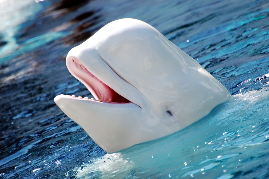 Beluga whale smiling