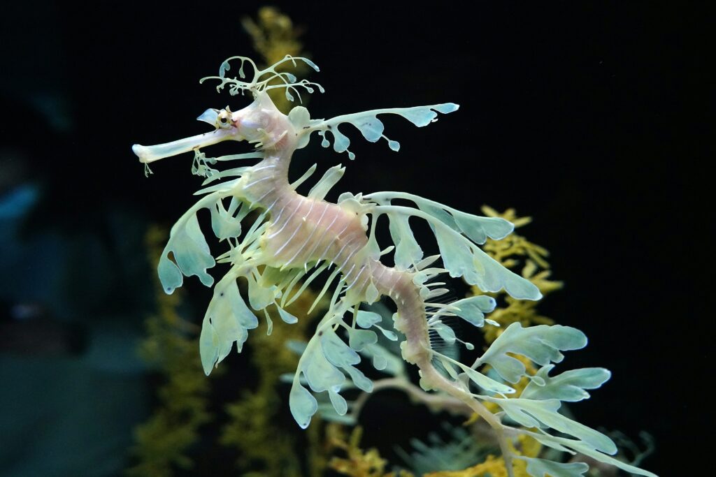 A leafy seadragon floats in the water